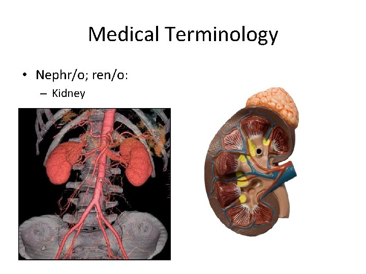 Medical Terminology • Nephr/o; ren/o: – Kidney 