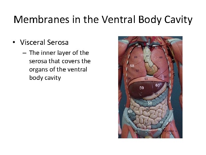 Membranes in the Ventral Body Cavity • Visceral Serosa – The inner layer of