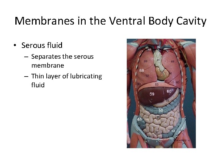 Membranes in the Ventral Body Cavity • Serous fluid – Separates the serous membrane