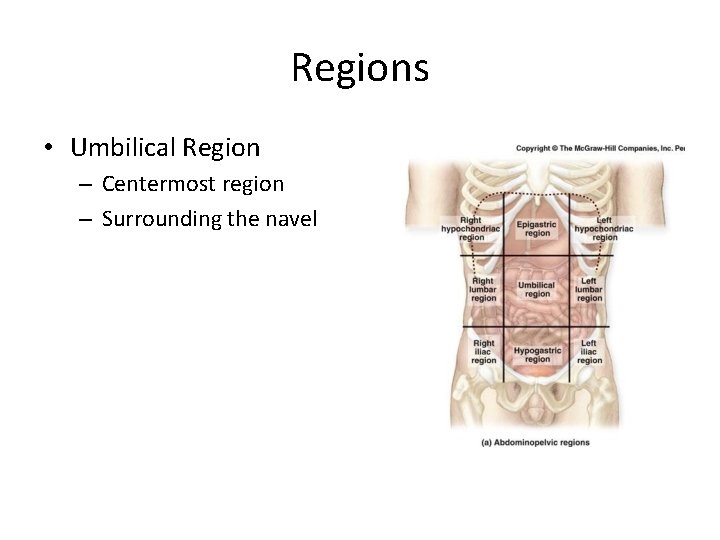 Regions • Umbilical Region – Centermost region – Surrounding the navel 
