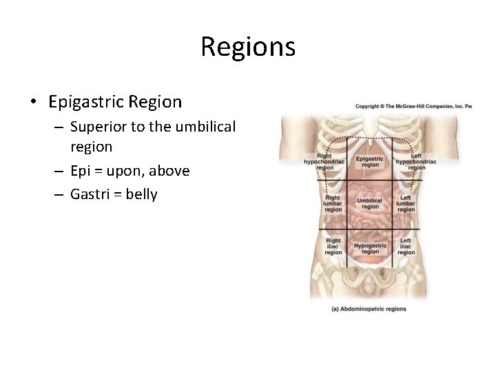 Regions • Epigastric Region – Superior to the umbilical region – Epi = upon,