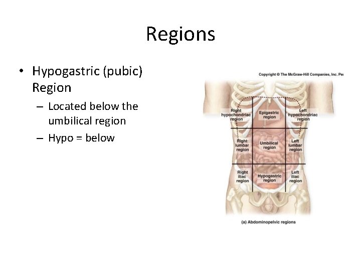 Regions • Hypogastric (pubic) Region – Located below the umbilical region – Hypo =