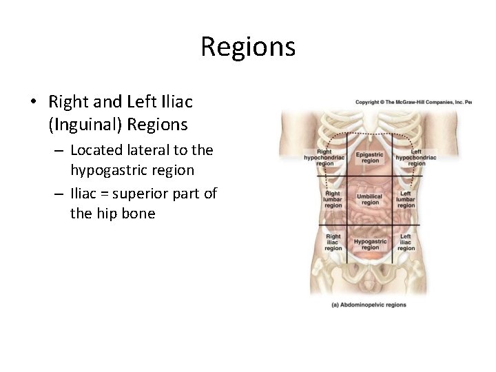 Regions • Right and Left Iliac (Inguinal) Regions – Located lateral to the hypogastric