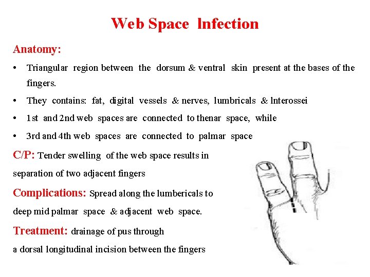 Web Space lnfection Anatomy: • Triangular region between the dorsum & ventral skin present