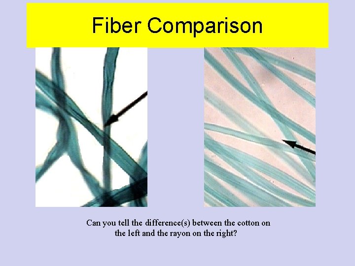 Fiber Comparison Can you tell the difference(s) between the cotton on the left and Fiber Comparison Can you tell the difference(s) between the cotton on the left and
