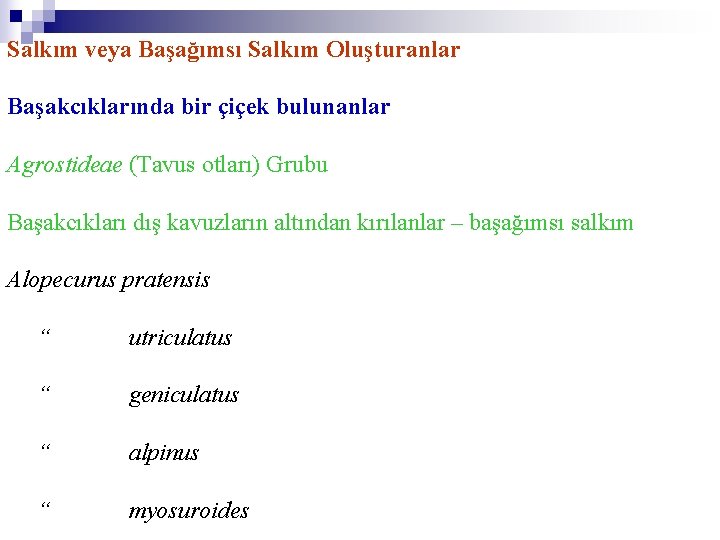 Salkım veya Başağımsı Salkım Oluşturanlar Başakcıklarında bir çiçek bulunanlar Agrostideae (Tavus otları) Grubu Başakcıkları