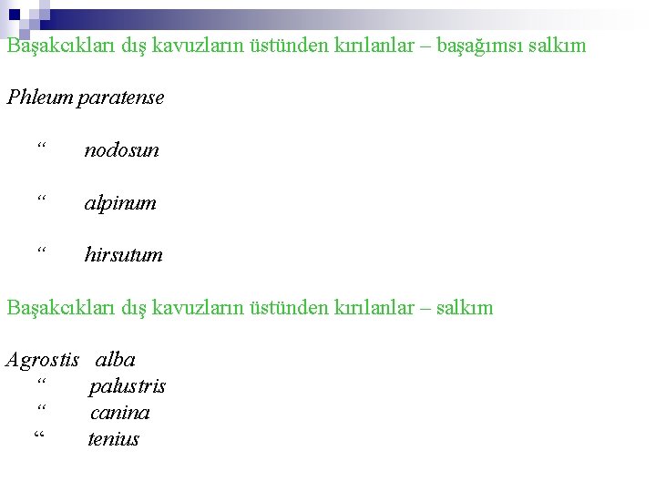 Başakcıkları dış kavuzların üstünden kırılanlar – başağımsı salkım Phleum paratense “ nodosun “ alpinum