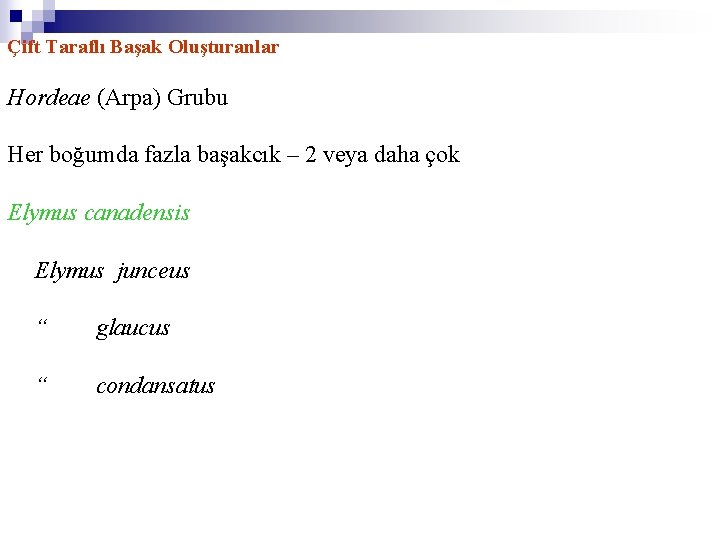 Çift Taraflı Başak Oluşturanlar Hordeae (Arpa) Grubu Her boğumda fazla başakcık – 2 veya