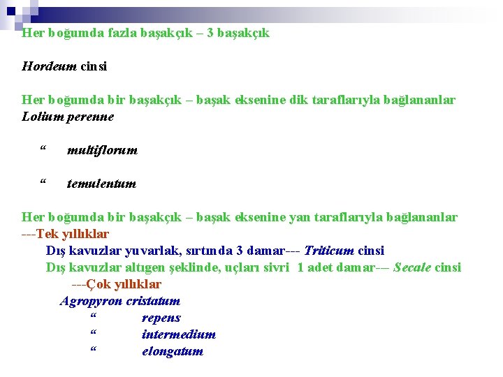 Her boğumda fazla başakçık – 3 başakçık Hordeum cinsi Her boğumda bir başakçık –