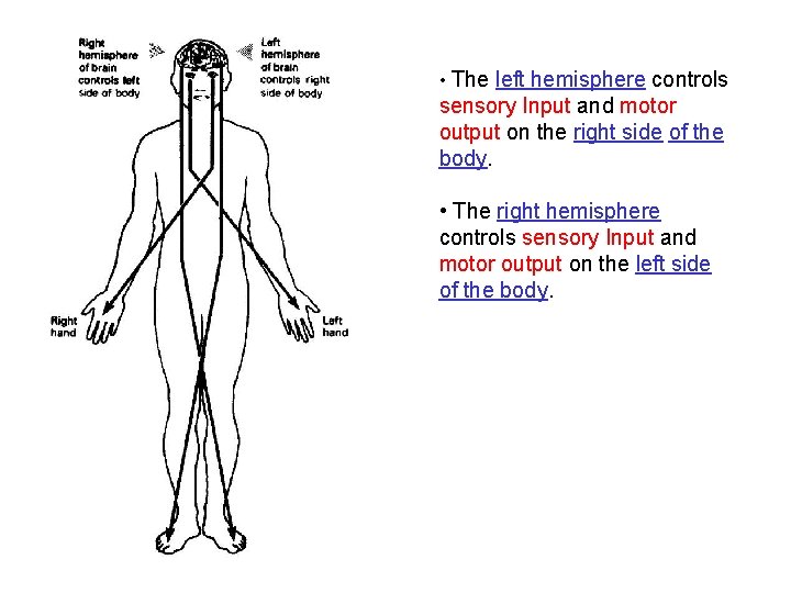  • The left hemisphere controls sensory Input and motor output on the right
