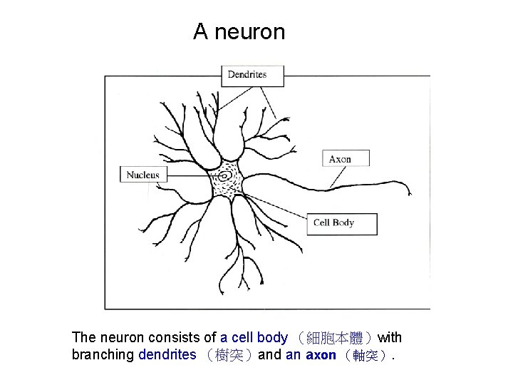 A neuron The neuron consists of a cell body （細胞本體）with branching dendrites （樹突）and an