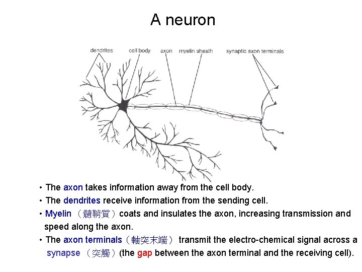 A neuron • The axon takes information away from the cell body. • The