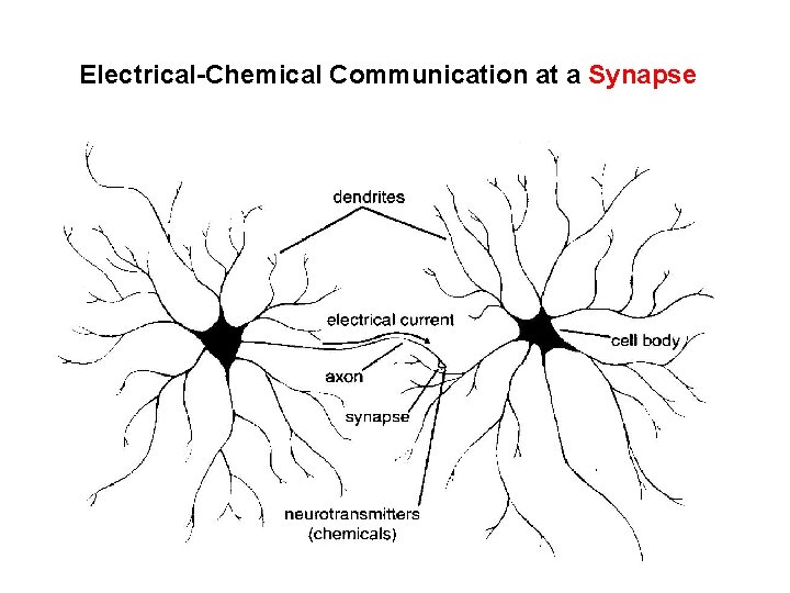 Electrical-Chemical Communication at a Synapse 
