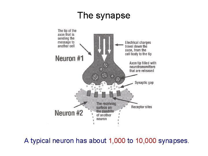 The synapse A typical neuron has about 1, 000 to 10, 000 synapses. 