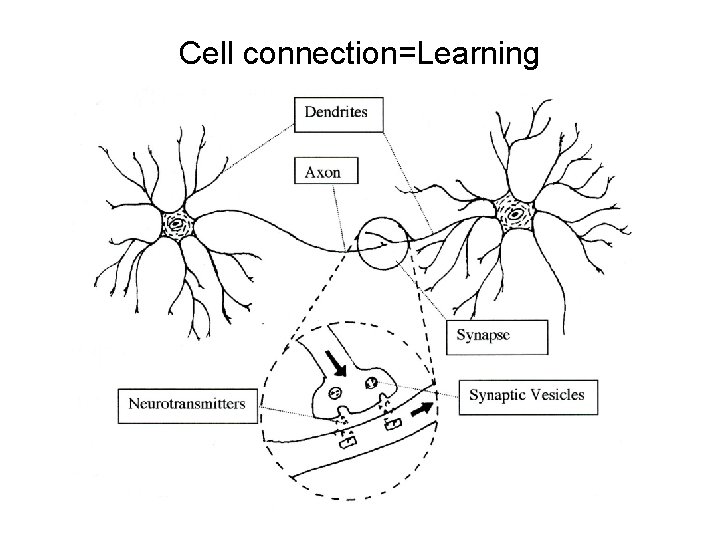 Cell connection=Learning 
