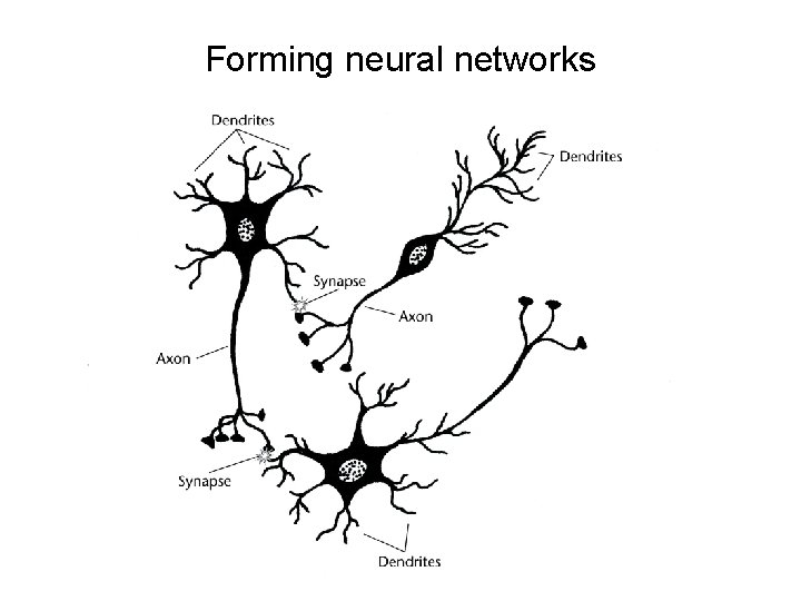 Forming neural networks 
