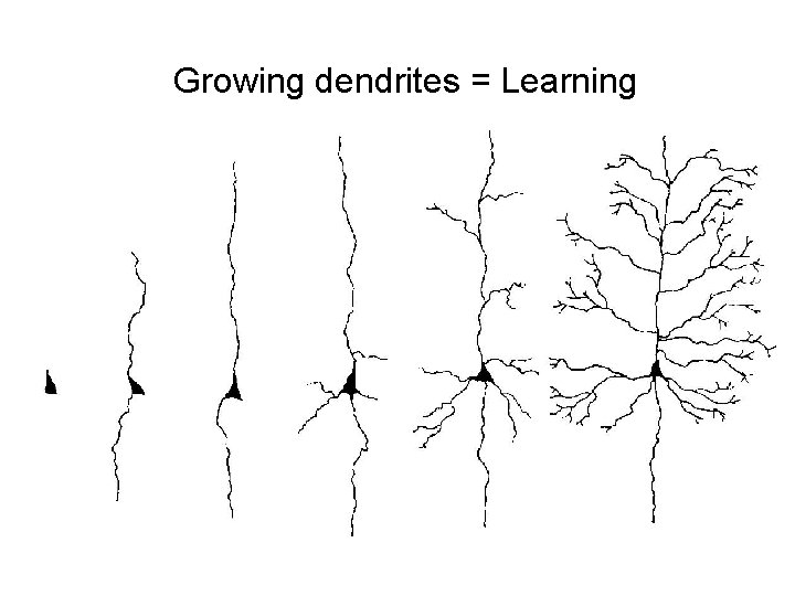 Growing dendrites = Learning 