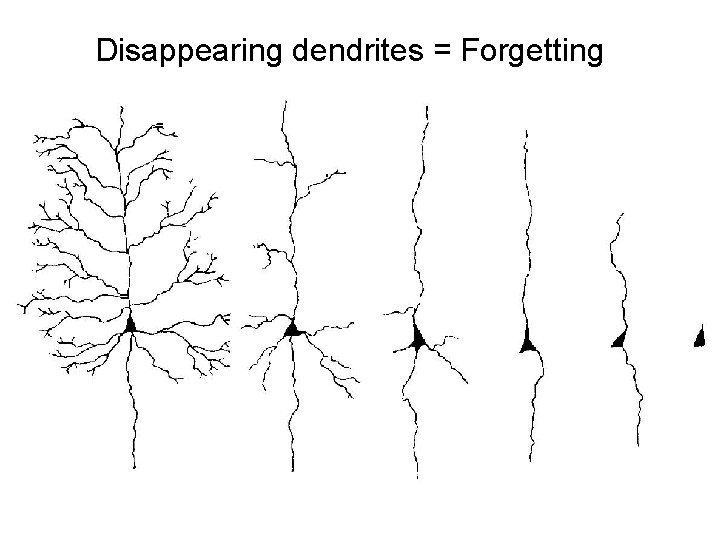 Disappearing dendrites = Forgetting 