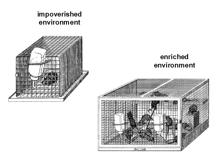impoverished environment enriched environment 