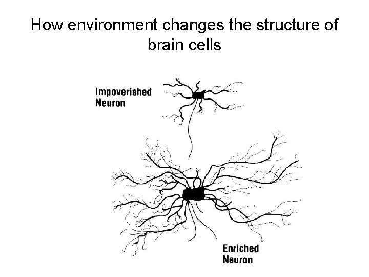 How environment changes the structure of brain cells 