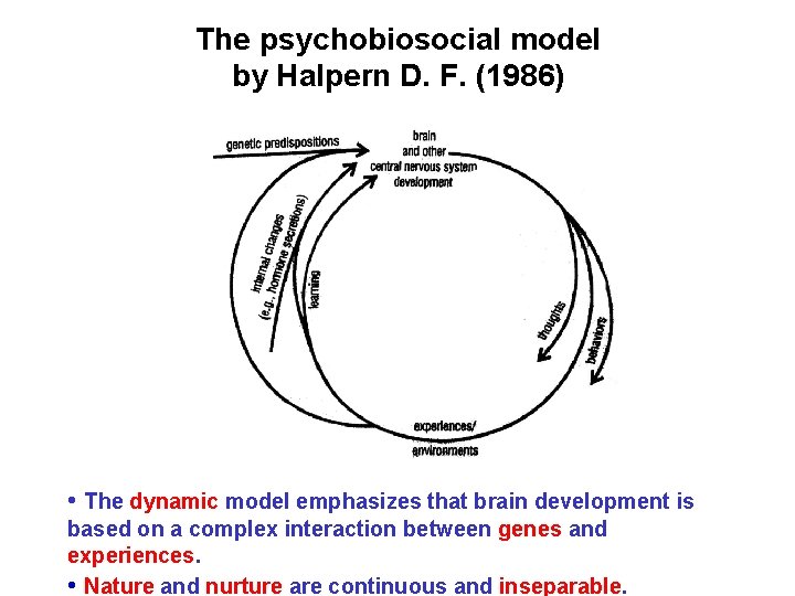 The psychobiosocial model by Halpern D. F. (1986) • The dynamic model emphasizes that