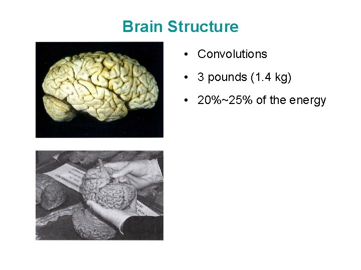 Brain Structure • Convolutions • 3 pounds (1. 4 kg) • 20%~25% of the
