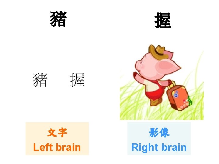 豬 文字 Left brain 握 影像 Right brain 