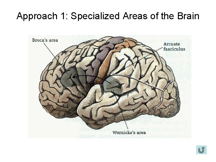 Approach 1: Specialized Areas of the Brain 