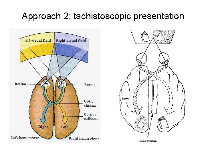 Approach 2: tachistoscopic presentation 