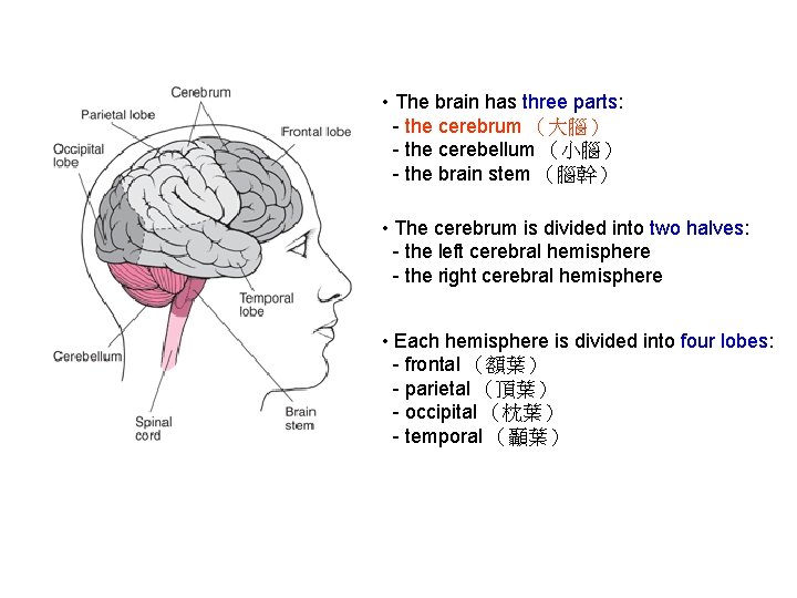  • The brain has three parts: - the cerebrum （大腦） - the cerebellum