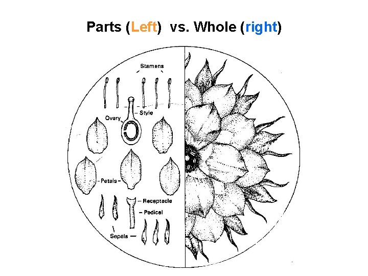 Parts (Left) vs. Whole (right) 