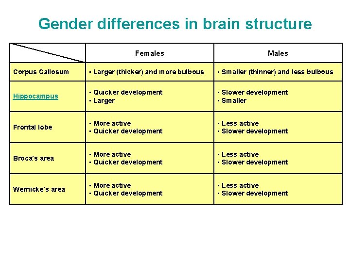 Gender differences in brain structure Females Males Corpus Callosum ▪ Larger (thicker) and more