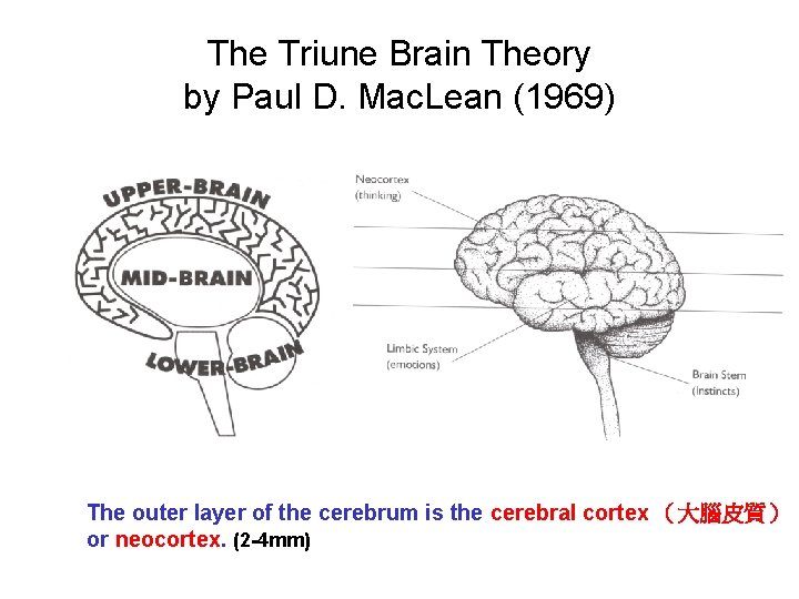 The Triune Brain Theory by Paul D. Mac. Lean (1969) The outer layer of