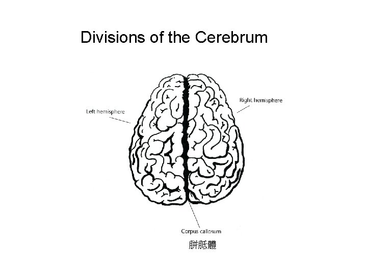 Divisions of the Cerebrum 胼胝體 