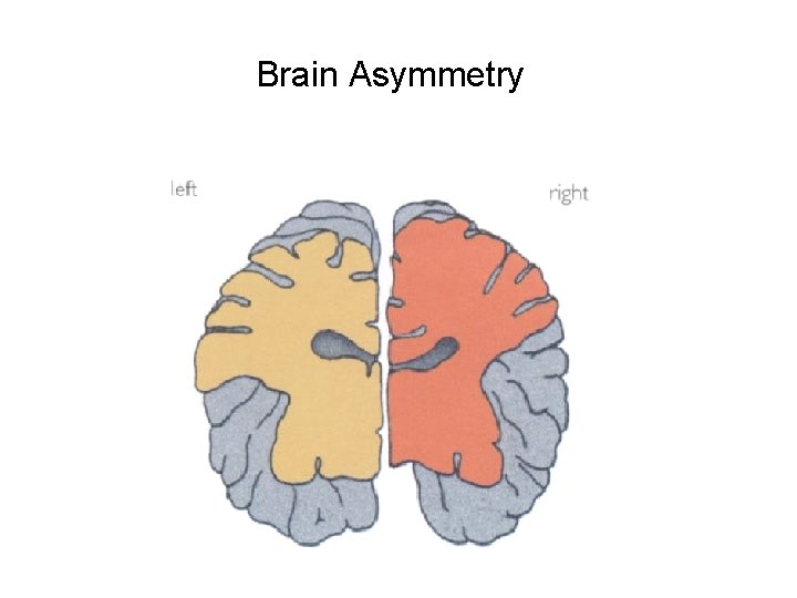 Brain Asymmetry 