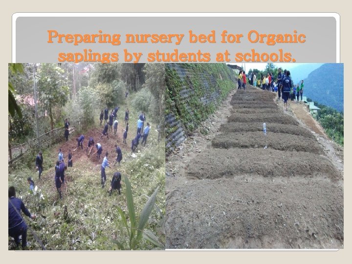 Preparing nursery bed for Organic saplings by students at schools. 