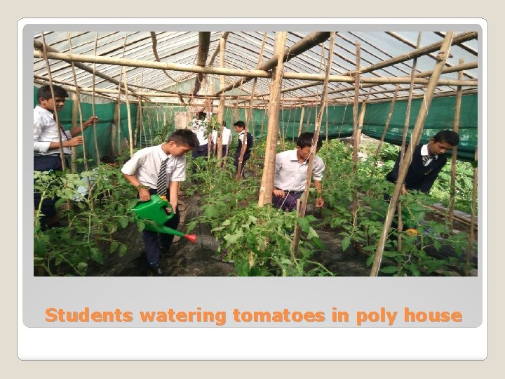 Students watering tomatoes in poly house 