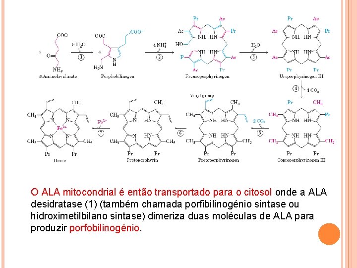 O ALA mitocondrial é então transportado para o citosol onde a ALA desidratase (1)