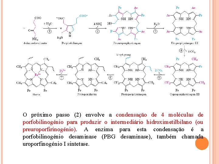O próximo passo (2) envolve a condensação de 4 moléculas de porfobilinogénio para produzir
