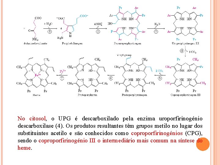 No citosol, o UPG é descarboxilado pela enzima uroporfirinogénio descarboxilase (4). Os produtos resultantes