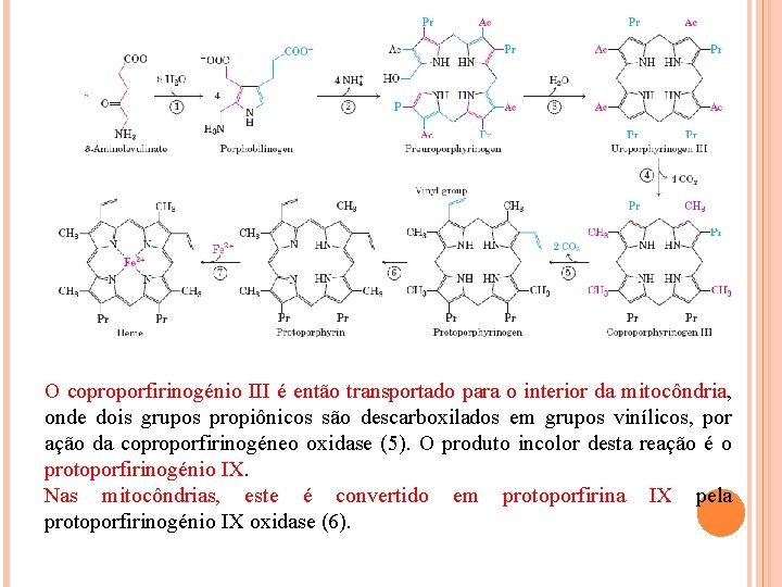 O coproporfirinogénio III é então transportado para o interior da mitocôndria, onde dois grupos