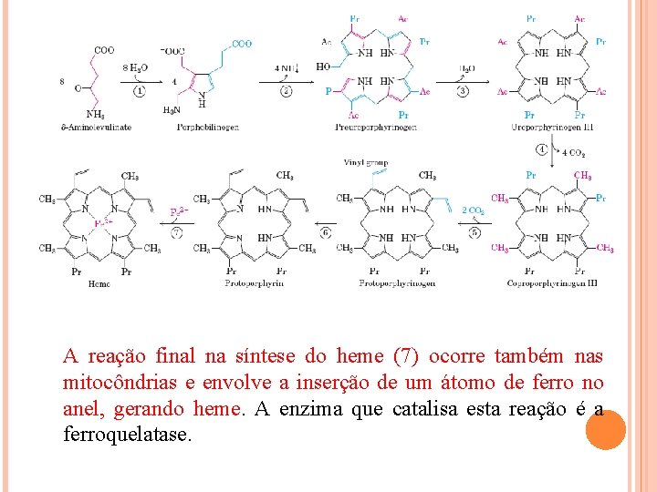 A reação final na síntese do heme (7) ocorre também nas mitocôndrias e envolve