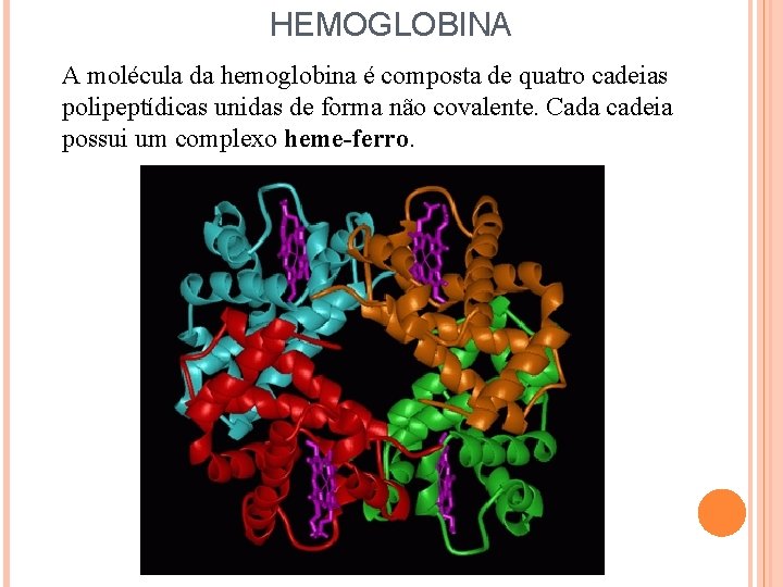 HEMOGLOBINA A molécula da hemoglobina é composta de quatro cadeias polipeptídicas unidas de forma