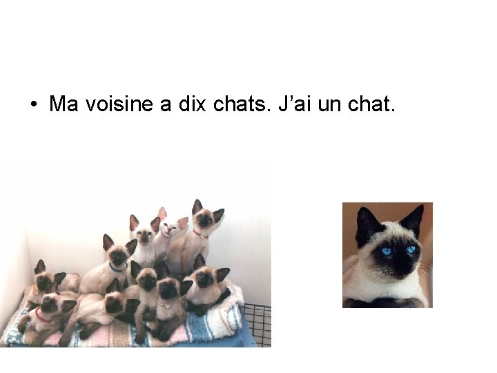  • Ma voisine a dix chats. J’ai un chat. 