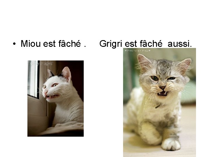  • Miou est fâché. Grigri est fâché aussi. 