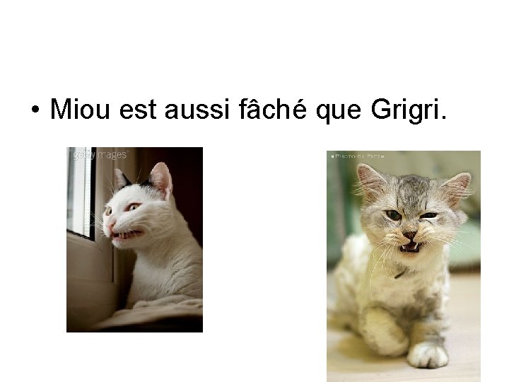  • Miou est aussi fâché que Grigri. 