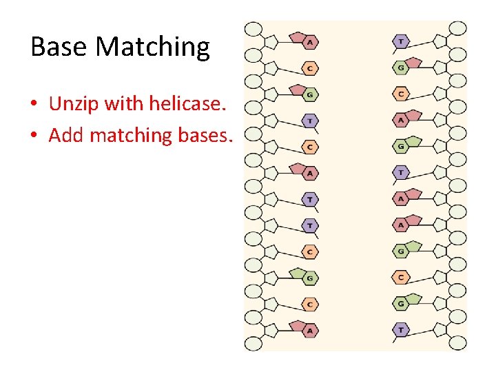 Base Matching • Unzip with helicase. • Add matching bases. 