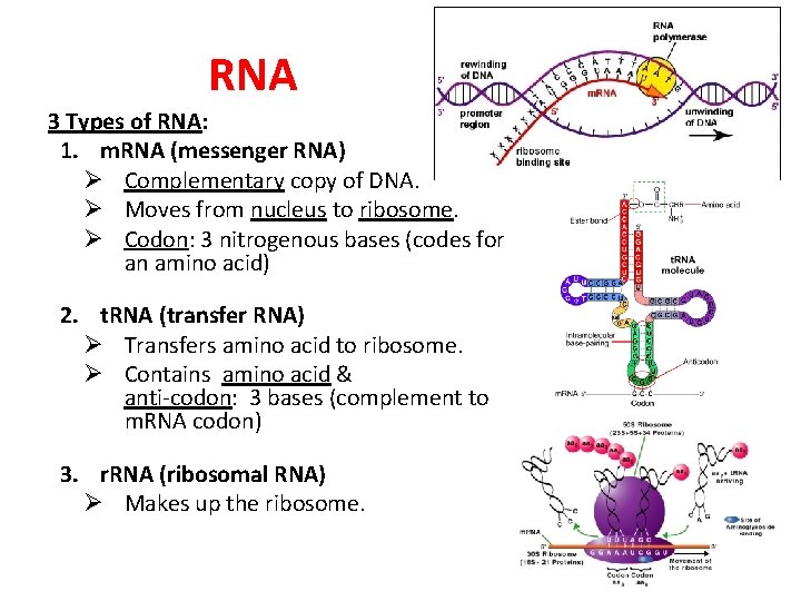 RNA 3 Types of RNA: 1. m. RNA (messenger RNA) Ø Complementary copy of