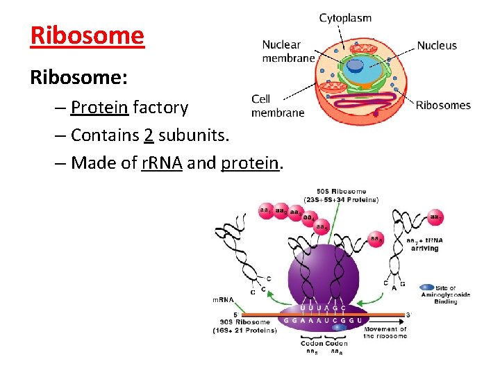 Ribosome: – Protein factory – Contains 2 subunits. – Made of r. RNA and