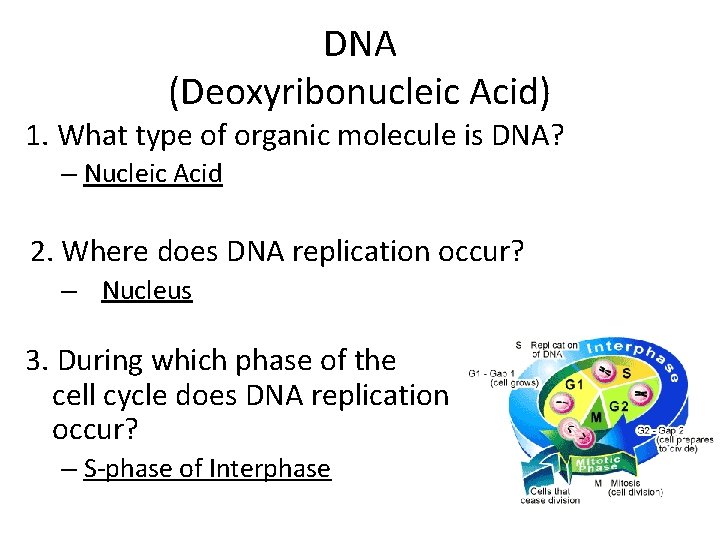 DNA (Deoxyribonucleic Acid) 1. What type of organic molecule is DNA? – Nucleic Acid